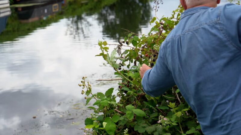 A Forager's Checklist for Safe Foraging