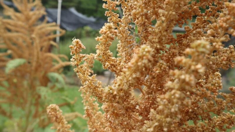 Edible Plant Amaranth 