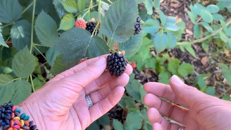 Harvesting Blackberries