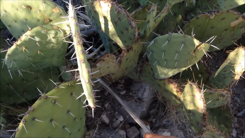 Prickly Pear Cactus