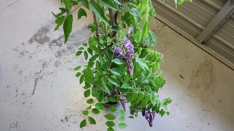 Growing American Wisteria