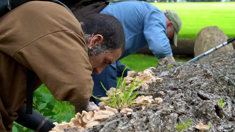 Two Men Foraging for Wild Food in A Forest