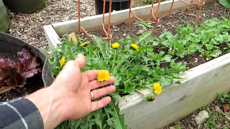 Dandelions Edible Roots, Flowers, & Greens