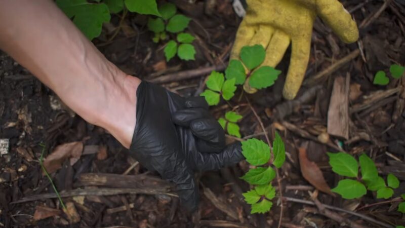 Woman Showing a Poison Ivy Plant