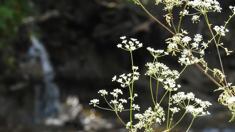 Poison Hemlock