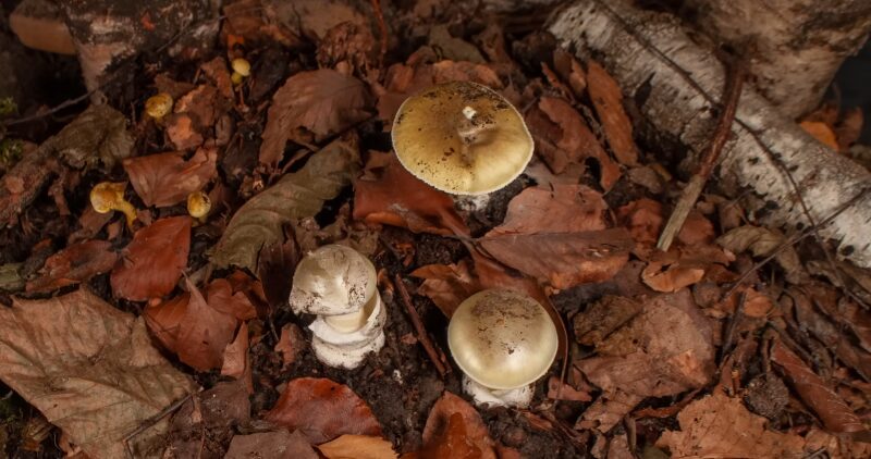 The Death Cap Mushrooms