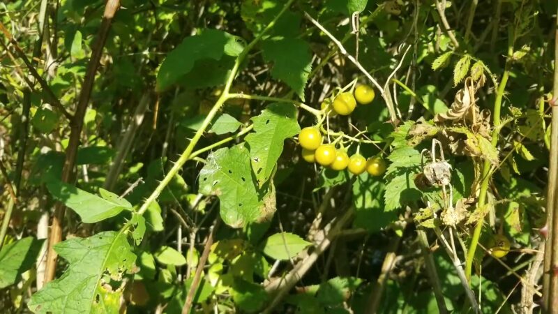 Toxic Plant Horse Nettle