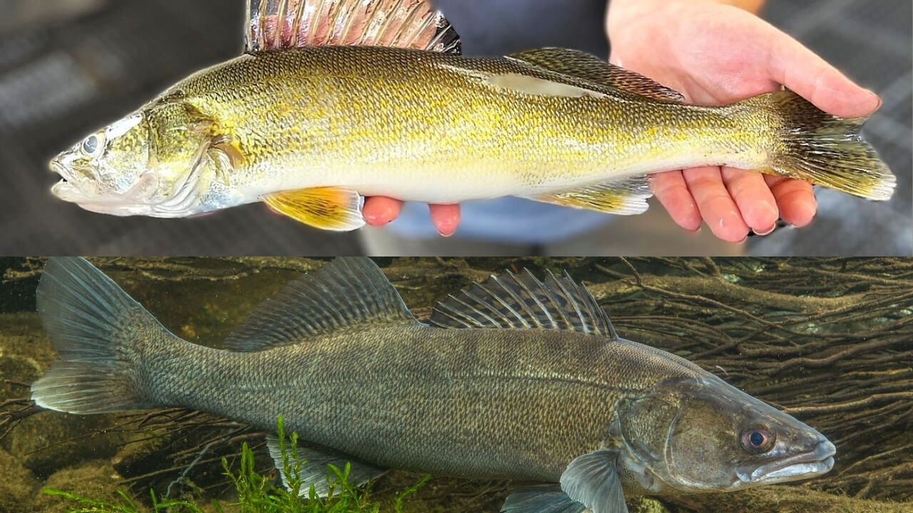 Colors of the Zander and Walleye