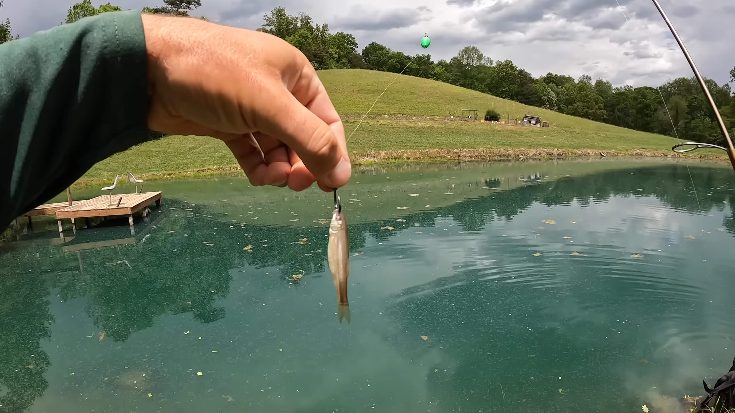 Live Minnows for fishing walleye