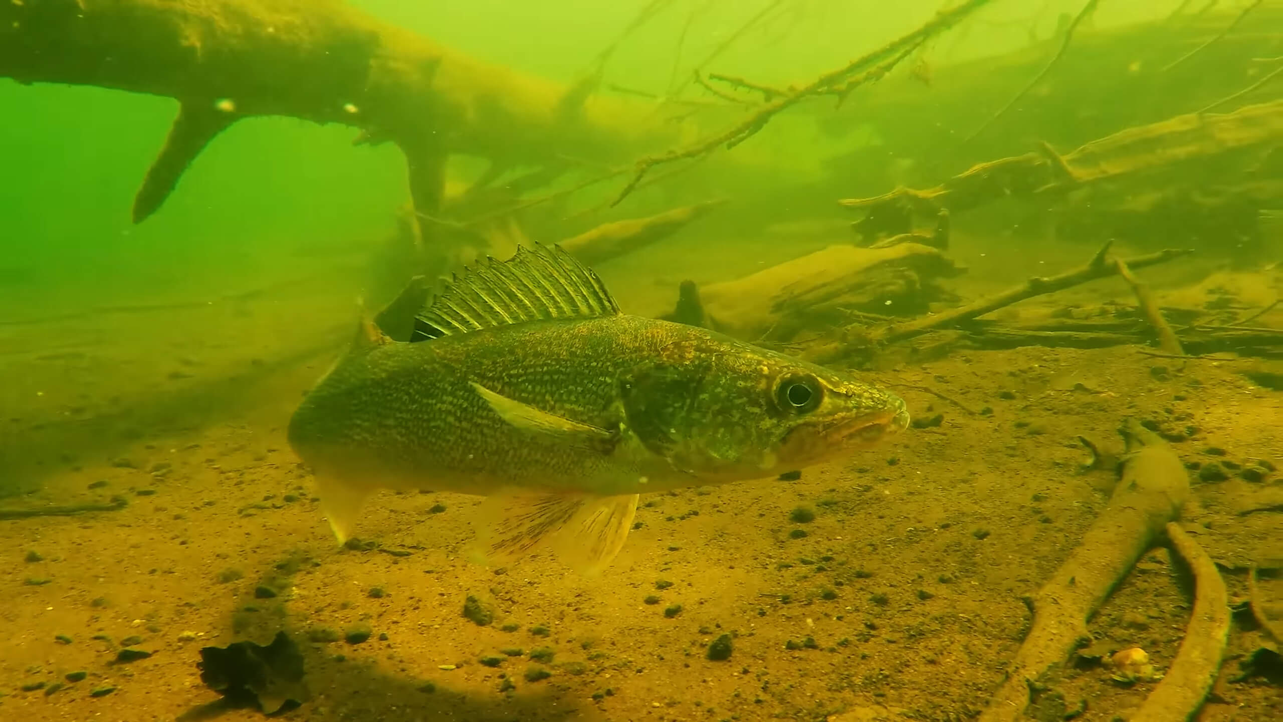 Walleye Habitat