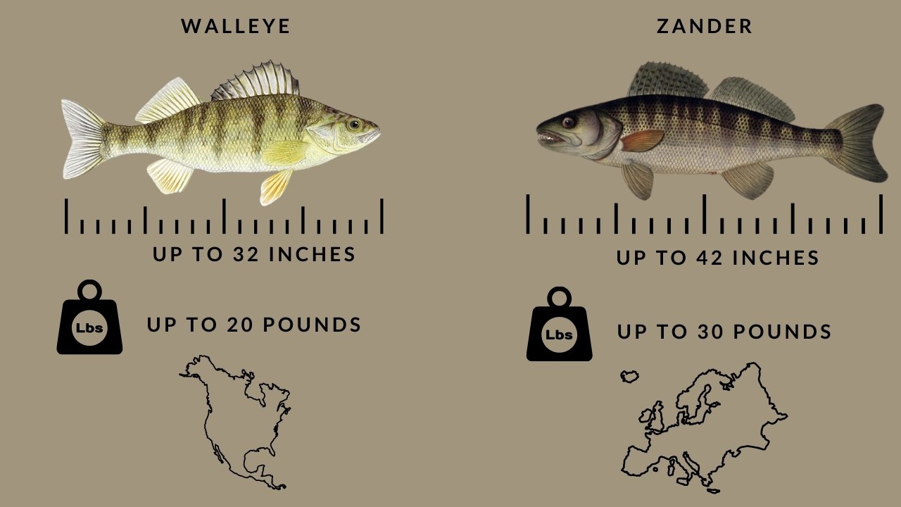 Differences Between Walleye and Zander Fish