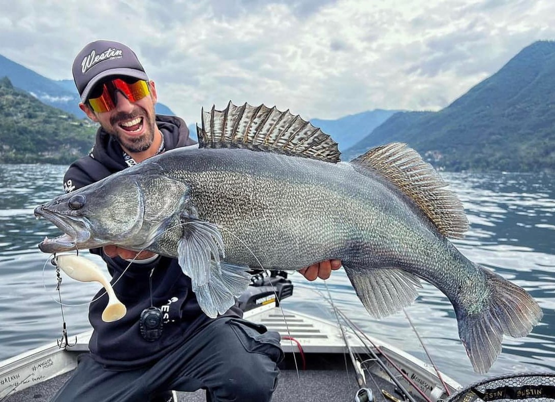 Zander vs. walleye