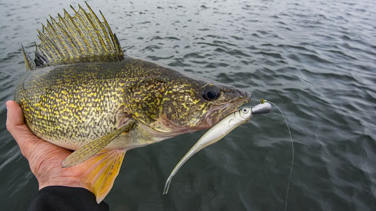 tips for fishing walleye from shore